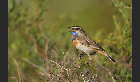 Rotsterniges Blaukehlchen (Luscinia svecica svecica)