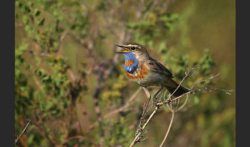 Rotsterniges Blaukehlchen (Luscinia svecica svecica)