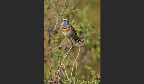 Rotsterniges Blaukehlchen (Luscinia svecica svecica)