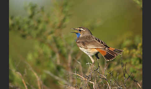 Rotsterniges Blaukehlchen (Luscinia svecica svecica)