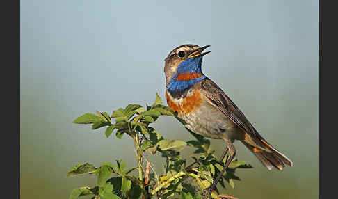 Rotsterniges Blaukehlchen (Luscinia svecica svecica)