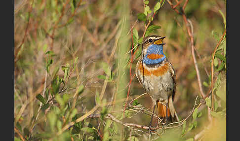 Rotsterniges Blaukehlchen (Luscinia svecica svecica)