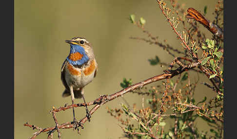 Rotsterniges Blaukehlchen (Luscinia svecica svecica)