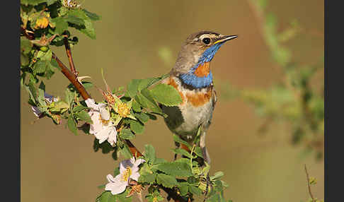 Rotsterniges Blaukehlchen (Luscinia svecica svecica)