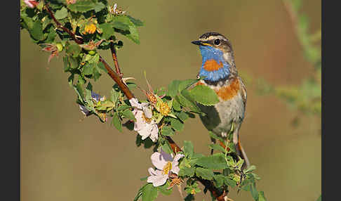 Rotsterniges Blaukehlchen (Luscinia svecica svecica)