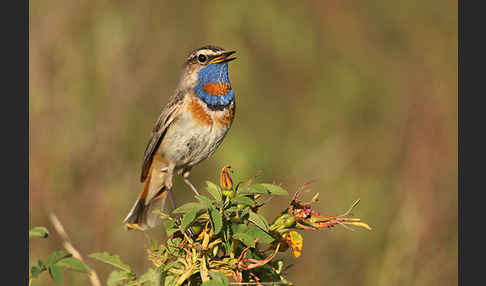 Rotsterniges Blaukehlchen (Luscinia svecica svecica)