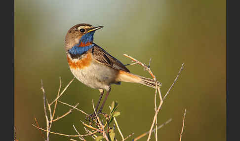 Rotsterniges Blaukehlchen (Luscinia svecica svecica)