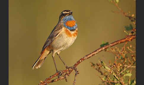 Rotsterniges Blaukehlchen (Luscinia svecica svecica)