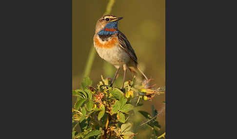 Rotsterniges Blaukehlchen (Luscinia svecica svecica)