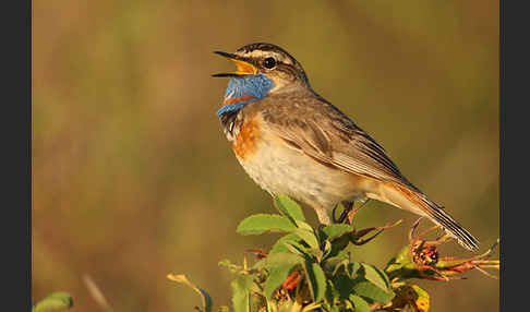 Rotsterniges Blaukehlchen (Luscinia svecica svecica)