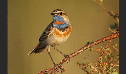 Rotsterniges Blaukehlchen (Luscinia svecica svecica)