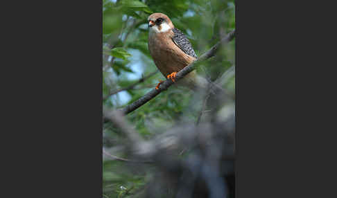 Rotfußfalke (Falco vespertinus)