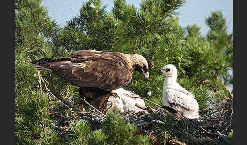 Kaiseradler (Aquila heliaca)