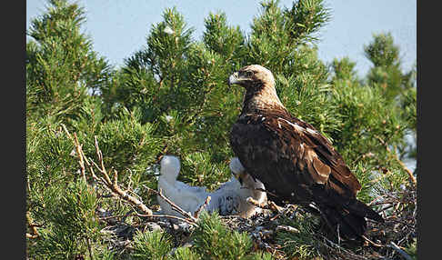 Kaiseradler (Aquila heliaca)