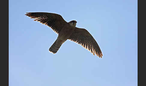 Rotfußfalke (Falco vespertinus)