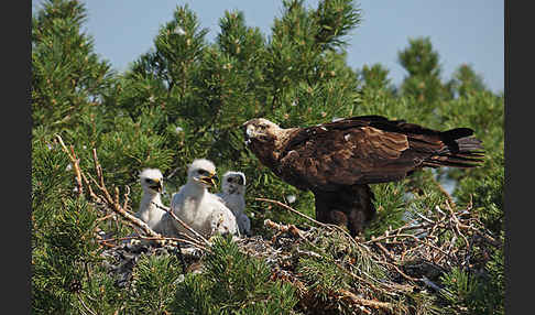 Kaiseradler (Aquila heliaca)