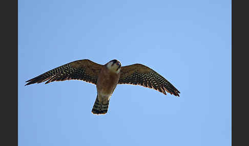 Rotfußfalke (Falco vespertinus)