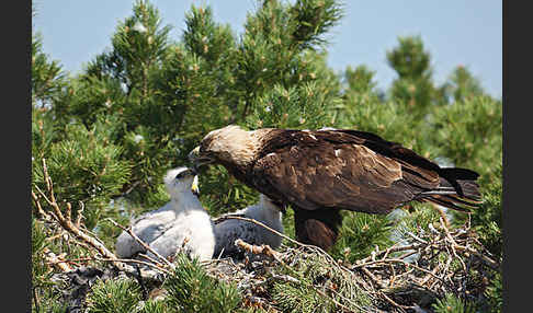 Kaiseradler (Aquila heliaca)