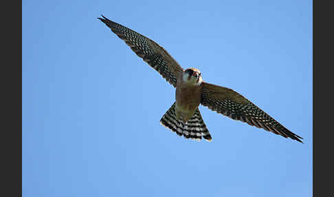 Rotfußfalke (Falco vespertinus)