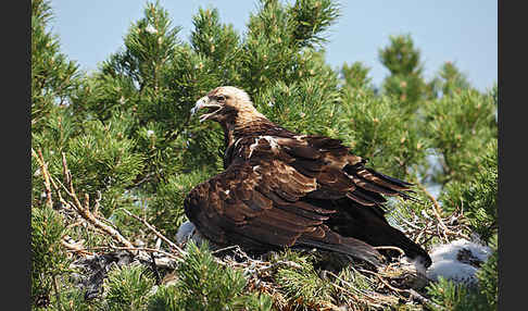 Kaiseradler (Aquila heliaca)