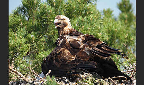 Kaiseradler (Aquila heliaca)