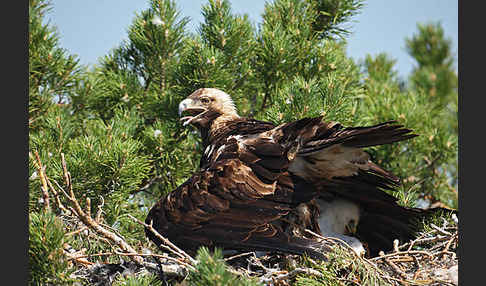 Kaiseradler (Aquila heliaca)