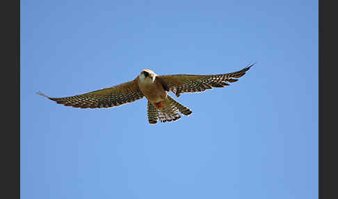 Rotfußfalke (Falco vespertinus)