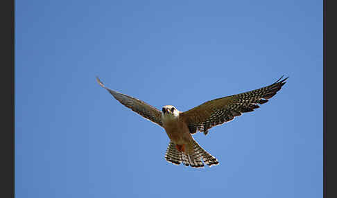 Rotfußfalke (Falco vespertinus)