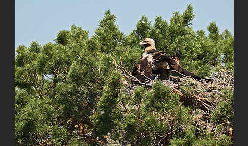 Kaiseradler (Aquila heliaca)