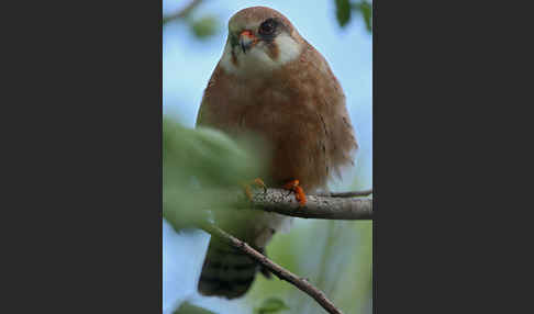 Rotfußfalke (Falco vespertinus)