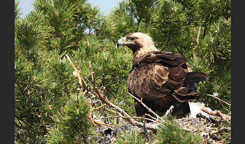 Kaiseradler (Aquila heliaca)