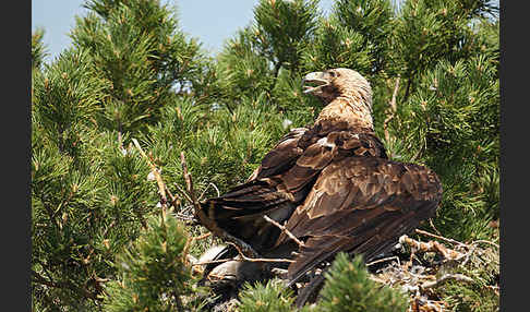 Kaiseradler (Aquila heliaca)