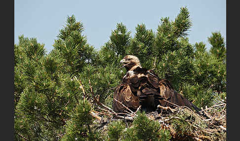 Kaiseradler (Aquila heliaca)