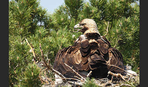 Kaiseradler (Aquila heliaca)