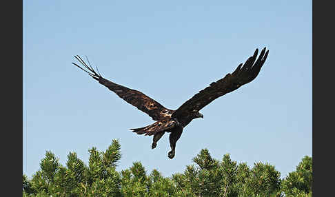 Kaiseradler (Aquila heliaca)