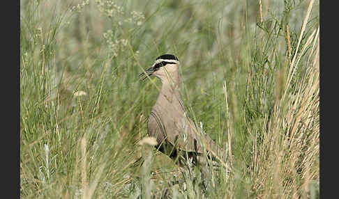 Steppenkiebitz (Vanellus gregarius)