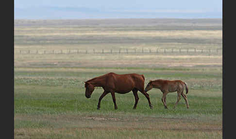 Hauspferd (Equus caballus)