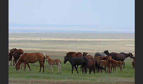 Hauspferd (Equus caballus)