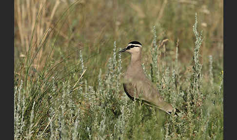 Steppenkiebitz (Vanellus gregarius)