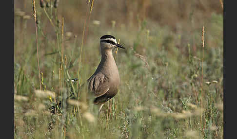 Steppenkiebitz (Vanellus gregarius)