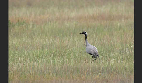 Jungfernkranich (Anthropoides virgo)