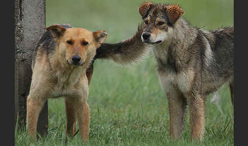 Haushund (Canis lupus familiaris)