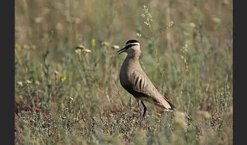 Steppenkiebitz (Vanellus gregarius)