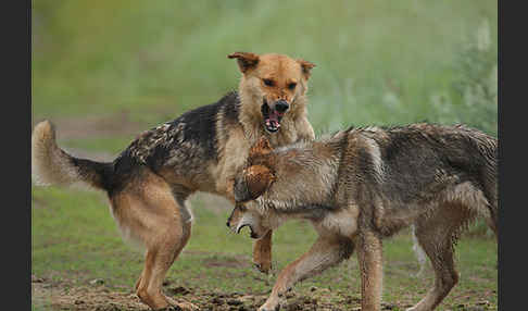 Haushund (Canis lupus familiaris)