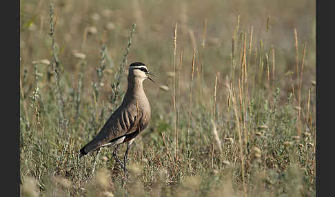Steppenkiebitz (Vanellus gregarius)