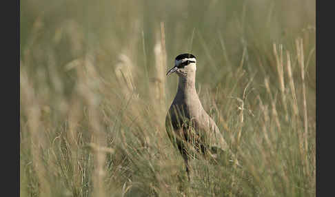 Steppenkiebitz (Vanellus gregarius)