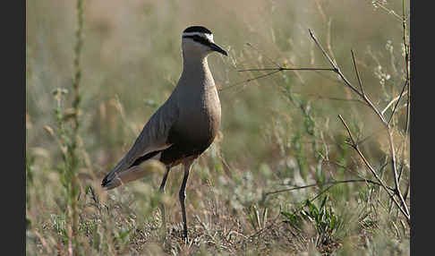 Steppenkiebitz (Vanellus gregarius)