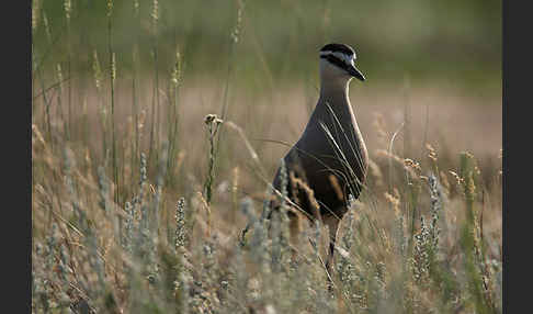 Steppenkiebitz (Vanellus gregarius)