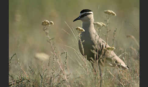 Steppenkiebitz (Vanellus gregarius)