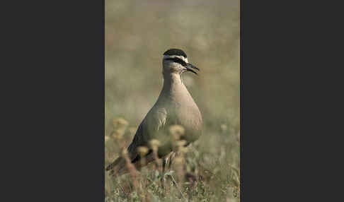 Steppenkiebitz (Vanellus gregarius)